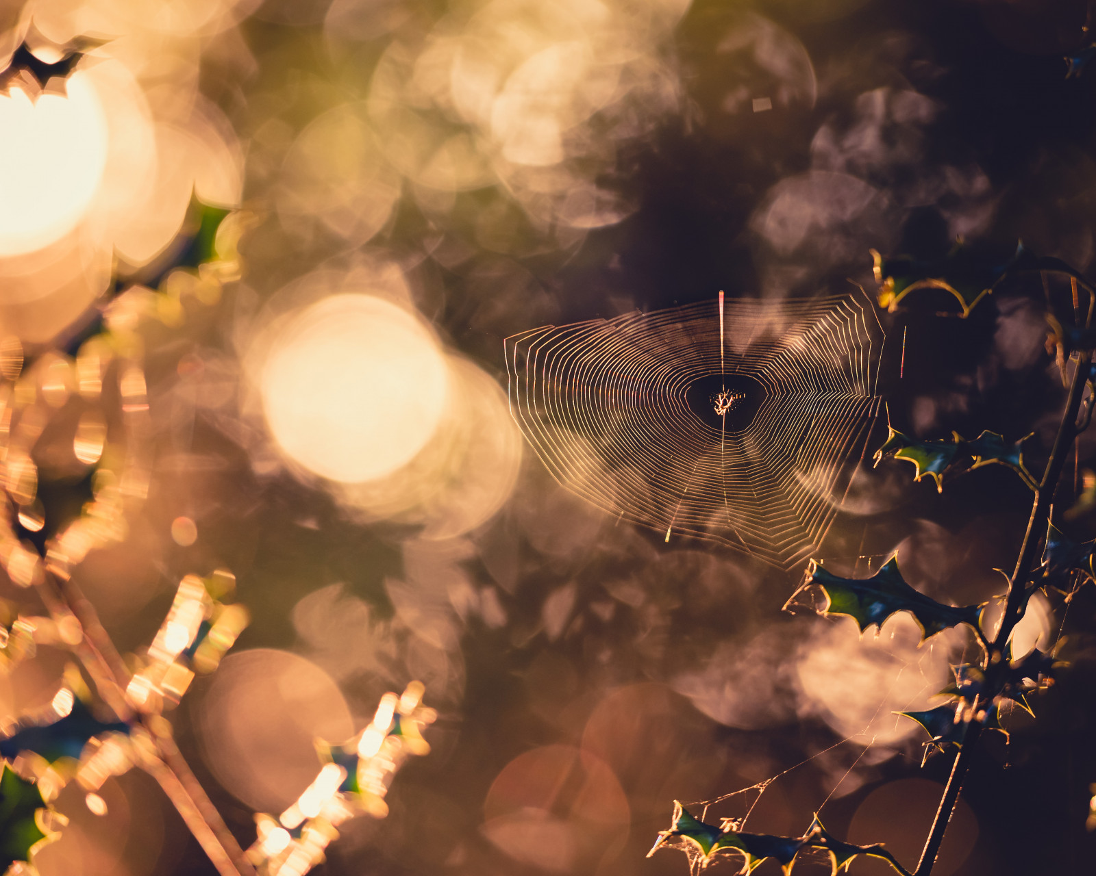 slunečnímu záření, Příroda, tráva, nebe, větev, večer, ráno, Nikon, bokeh, jaro, pavouk, světlo, strom, list, rostlina, zlatá hodina, web, ranní světlo, brzy ráno, pavoučí síť, D800, větvička, počítač tapeta, makro fotografie, ranní slunce, drewan, stock photography