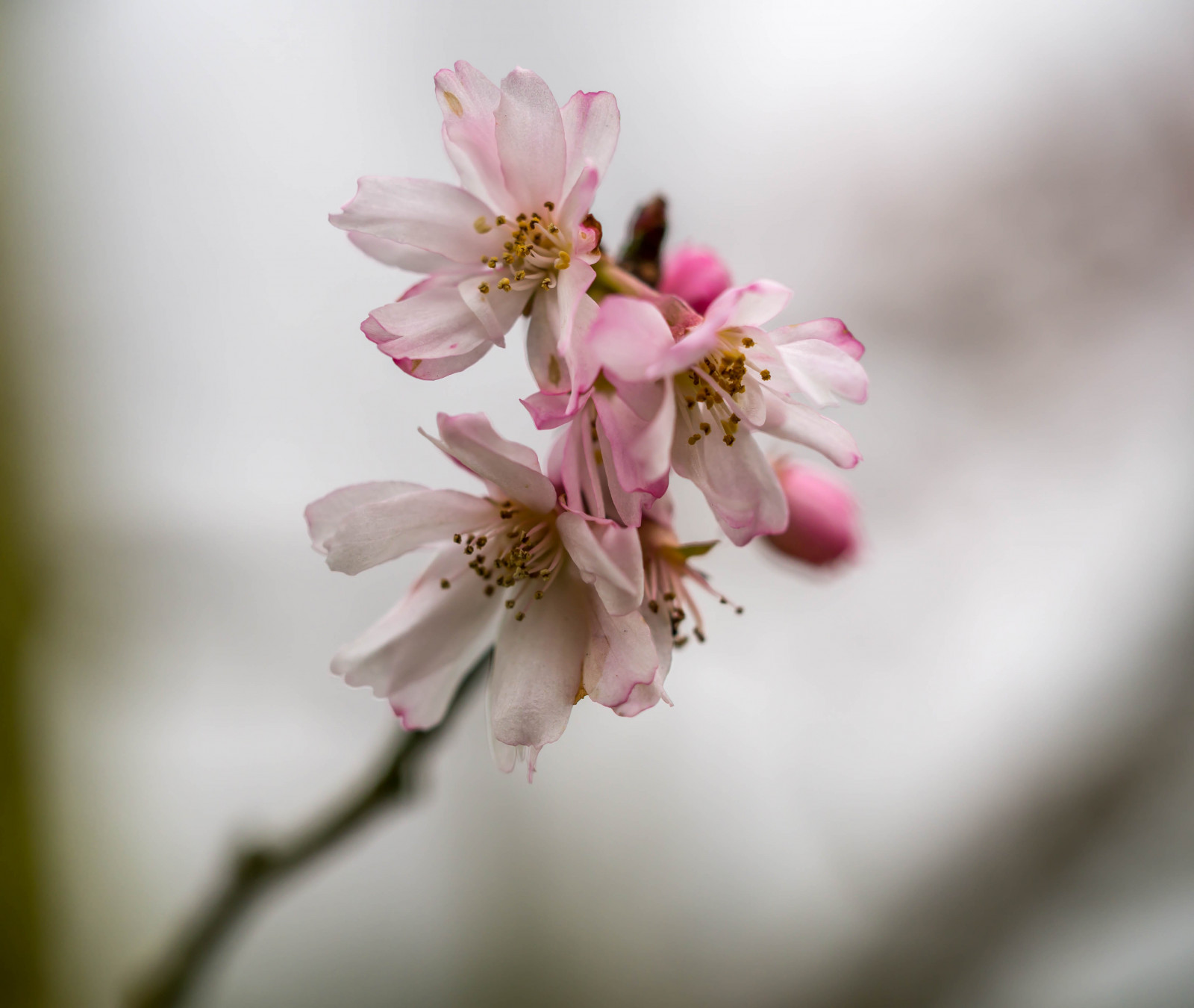 ดอกไม้, เบ่งบาน, สีชมพู, ฤดูใบไม้ผลิ, ดอกซากุระ, พืช, สาขา, กลีบดอก, ใกล้ชิด, กิ่งไม้, การถ่ายภาพมาโคร, ปลูก, พืชดอก, เรณู, วอลล์เปเปอร์คอมพิวเตอร์, ต้นกำเนิด