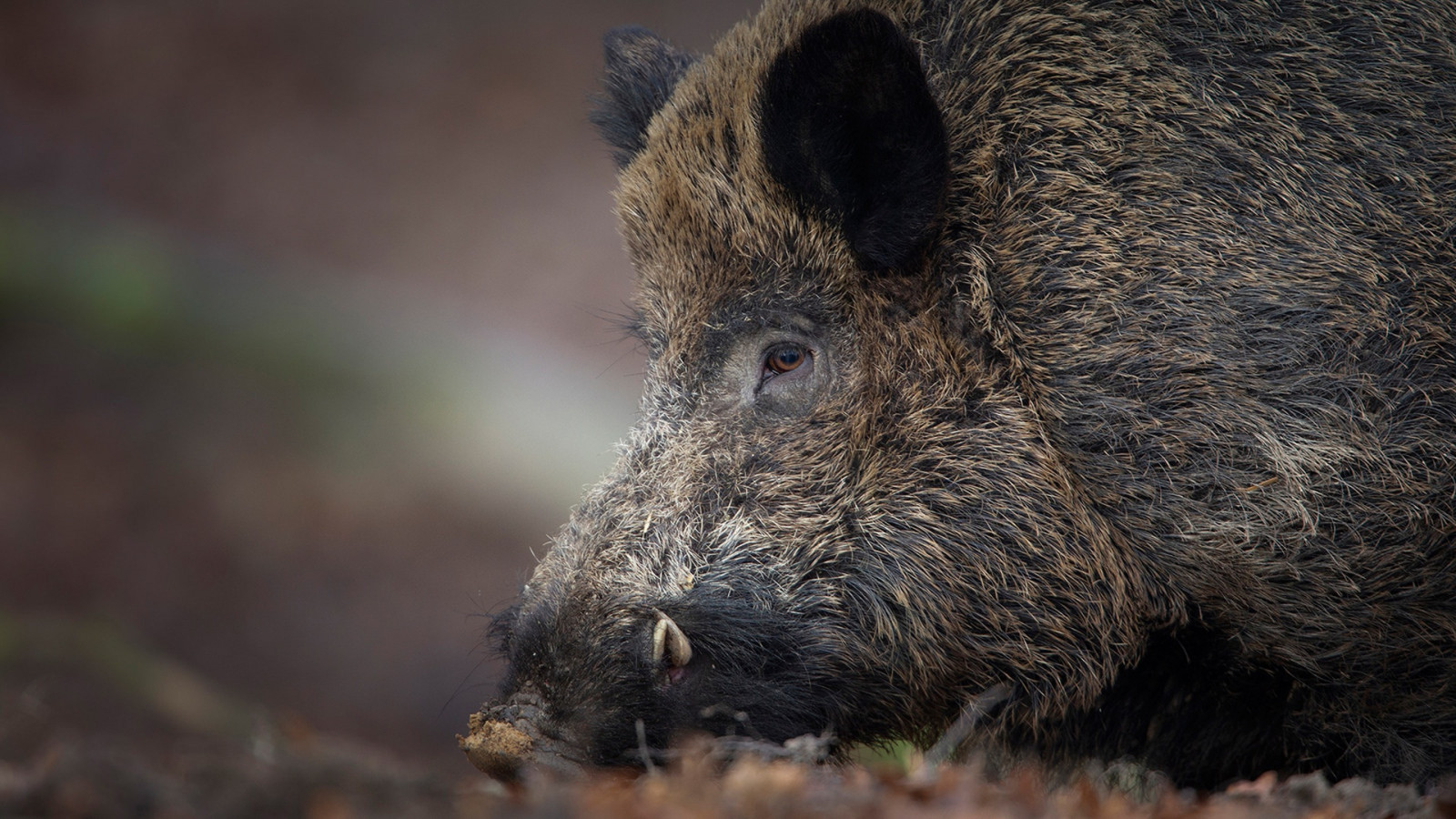 Wallpaper : wild boar, pigs, animals, nature 1920x1080