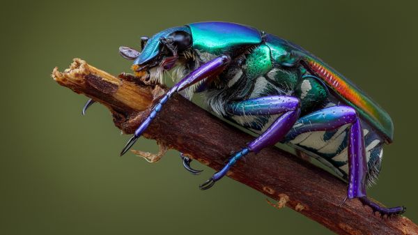 macro,Beetle,branch,nature,animals,insect