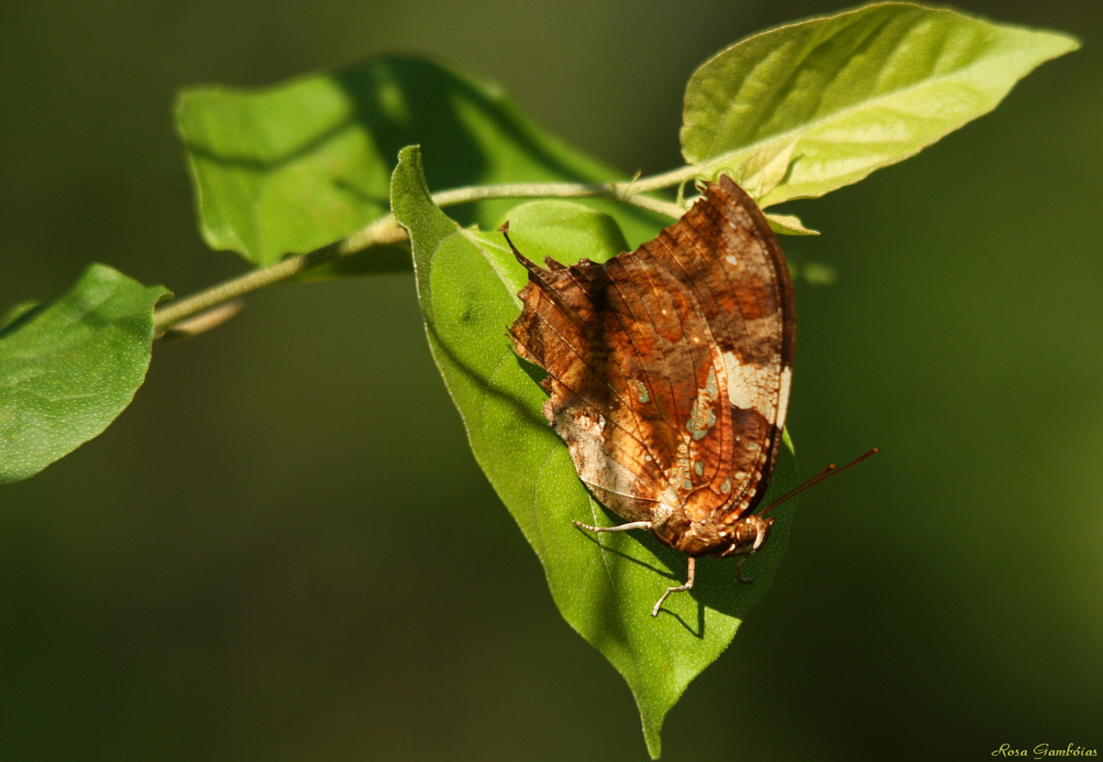 ผีเสื้อ, แมลง, สัตว์ป่า, บราซิล, Brasil, มอด, ใบไม้, แมลง, ข้อบกพร่อง, ผีเสื้อ, ngc, ศัตรูพืช, insectos, vidaselvagem, Rosagamb IAS, การถ่ายภาพมาโคร, สัตว์ที่ไม่มีกระดูกสันหลัง, Borboletas, สิ่งมีชีวิต, แมลงผสมเกสร, ผีเสื้อและผีเสื้อ, papillons, Pantantal, ผีเสื้อแปรง, Mariposas, Matogrosso, helpid, ch ch