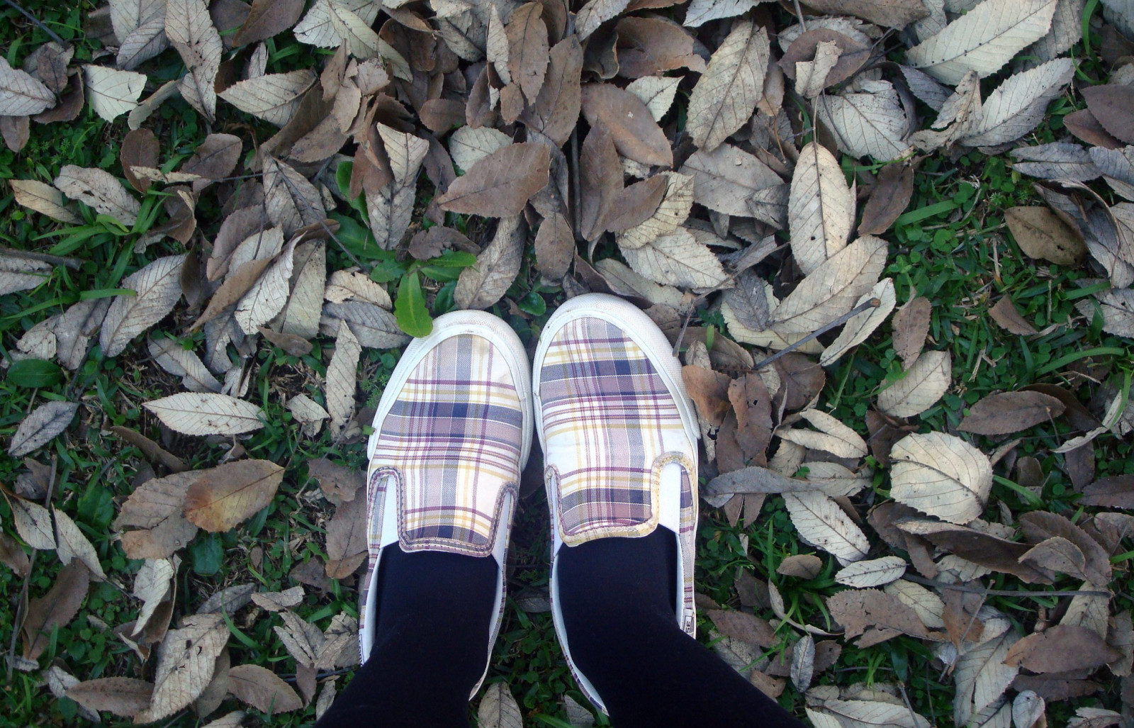 tráva, Nohy, tenisky, Curitiba, suchý, strom, list, rostlina, dívka, střevíc