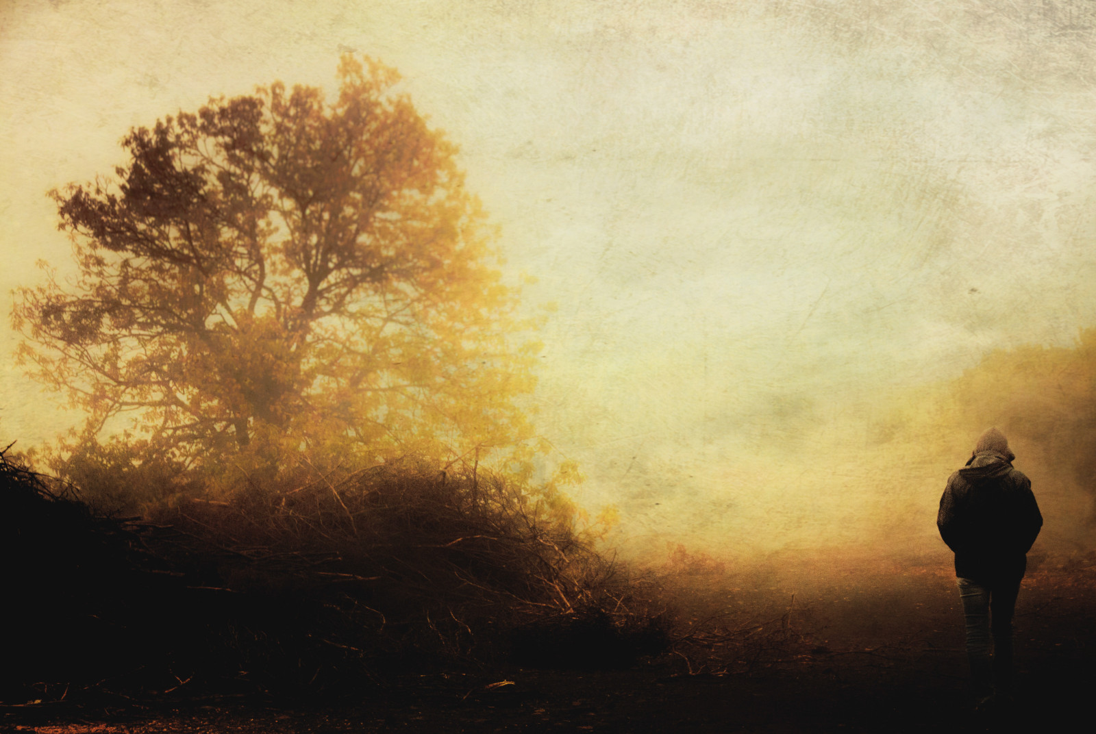 Fall Loneliness Wallpaper : tree, fall, way, arbol, loneliness, autum, Sandra, camino ...