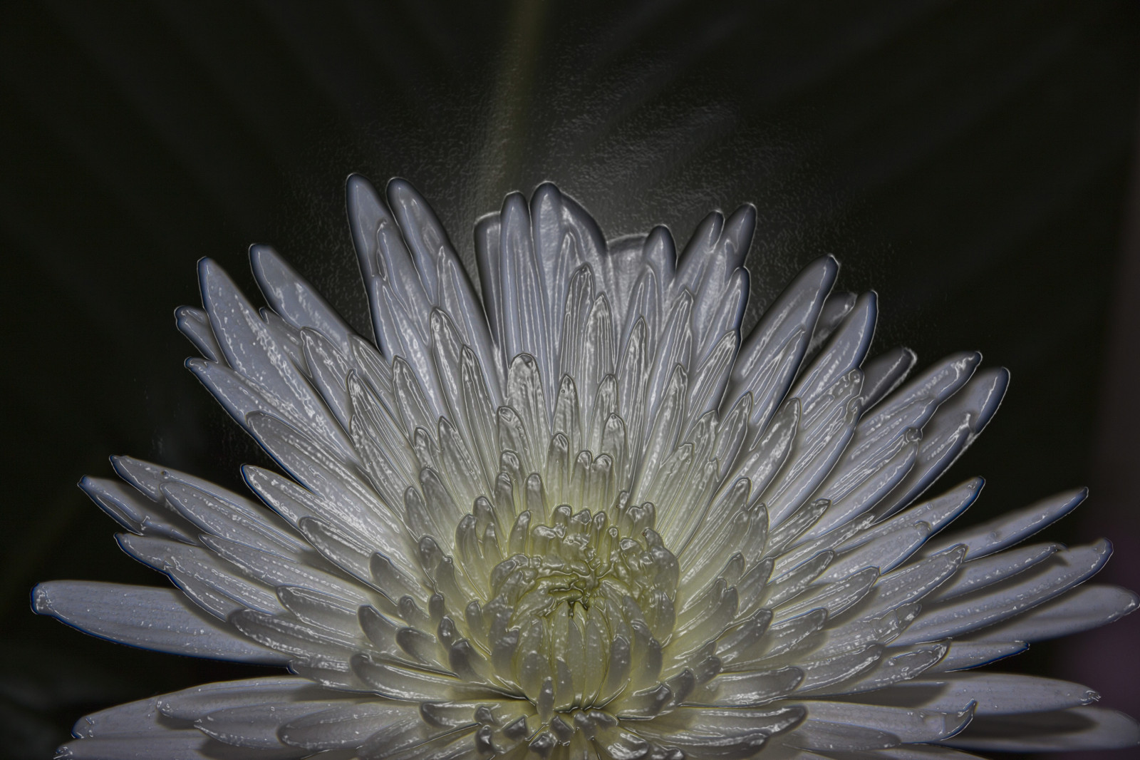 สีขาว, ขาวดำ, ดอกไม้, ธรรมชาติ, การถ่ายภาพ, งานศิลปะ, สีเขียว, เบ่งบาน, ดินเหนียว, เบา, ใบไม้, ดอกไม้, ว้าว, สำรวจ, ปลูก, saariysqualitypictures, กะพริบตา, สำรวจแล้ว, พืช, ความมืด, กลีบดอก, justsuperb, infinitexposure, ออโต้โฟกัส, Soe, thebestshot, magicmomentsinyourlife, ฉันชอบมัน, ไม่สามารถแสดงได้, artofimages, damncoolphotographers, ช่างภาพ, afeastformyeyes, photoart, ถ่ายขึ้น, ดำและขาว, ถ่ายภาพขาวดำ, พฤกษศาสตร์, พืชดอก, ใกล้ชิด, การถ่ายภาพมาโคร, ครอบครัวเดซี่, inexplore, prophoto, friendsforever, artandsoul, myfriendspictures, ศิลปะการแสดง, creativephotogroup, digifotopro, artforfun, photographicworld, aphotographersview, niceasitgets, creativeimpuls, photoshopartists, creativeartistscafe, photosbecomeart, livingwithmultiplesclerosisms, giveme5, ฉันรักมัน, justthebest, lovelyshot, creativeart, artyimpression, artforeveryone, เพียงเพราะเหตุนี้, photographyforrecreationlevel1, theredgroup, thelooklevel1red, rememberthatmomentlevel1bronze, frozenchrysanthemum, showcaseimages, ยีน cazadoresdeim, django smaster, bestpeople schoice, photomixlevel1redball, planetearthart, planetearthcreative