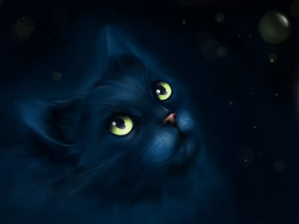 2560x1920 px,cat,eyes,fantasy,Kitty