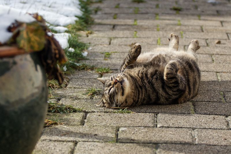 gatto, erba, tigre, natura, barba, Zoo