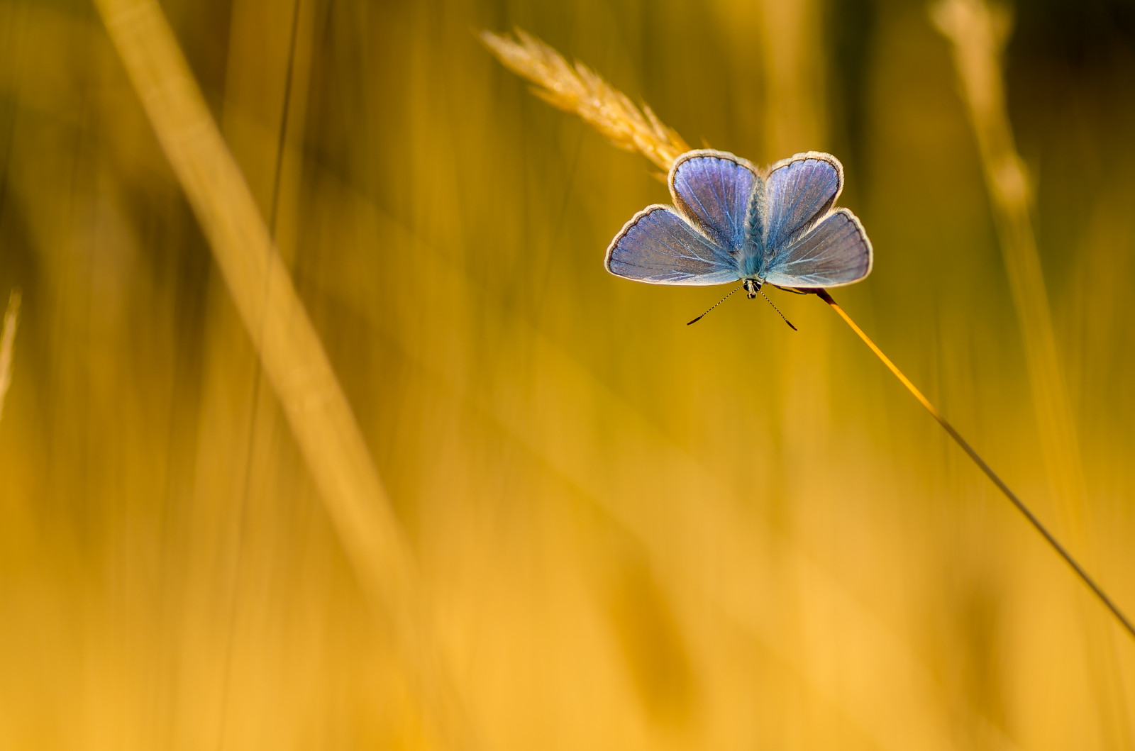slunečnímu záření, Příroda, tráva, fotografování, makro, motýl, hmyz, zelená, žlutý, 2015, pentax, list, květ, rostlina, flóra, okvětní lístek, louka, fauna, divoká rostlina, počítač tapeta, zblízka, makro fotografie, tráva rodina, bezobratlý, můry a motýli