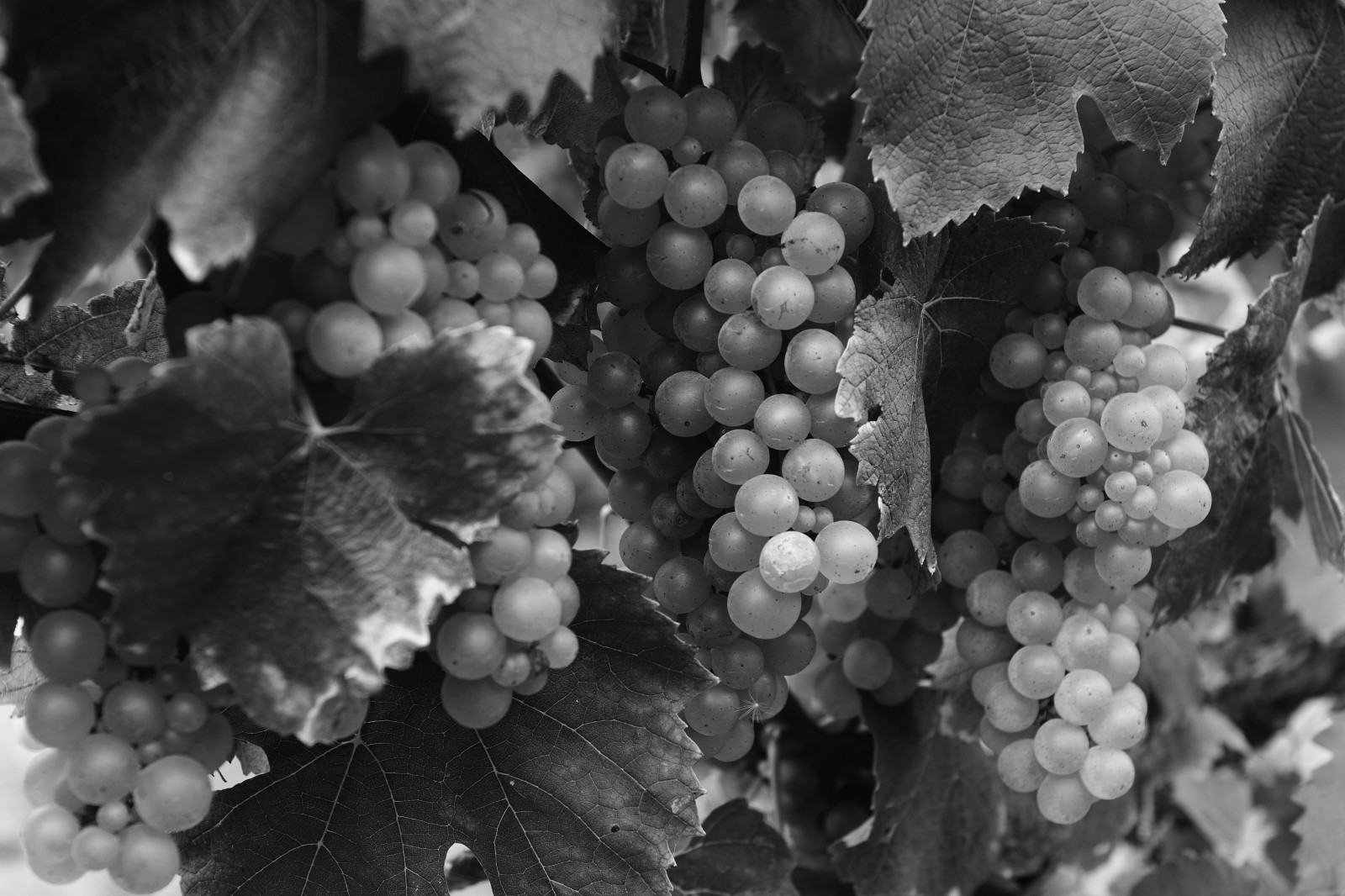Californien, ca, bw, mad, USA, hvid, sort, vest, fotografering, kyst, os, vingård, vinstokke, vin, gård, Land, landbrug, Sonoma, høst, vin, monoton, turist, forretning, vindruer, produktion, landbrug, nordlige, making, seværdigheder, Argi