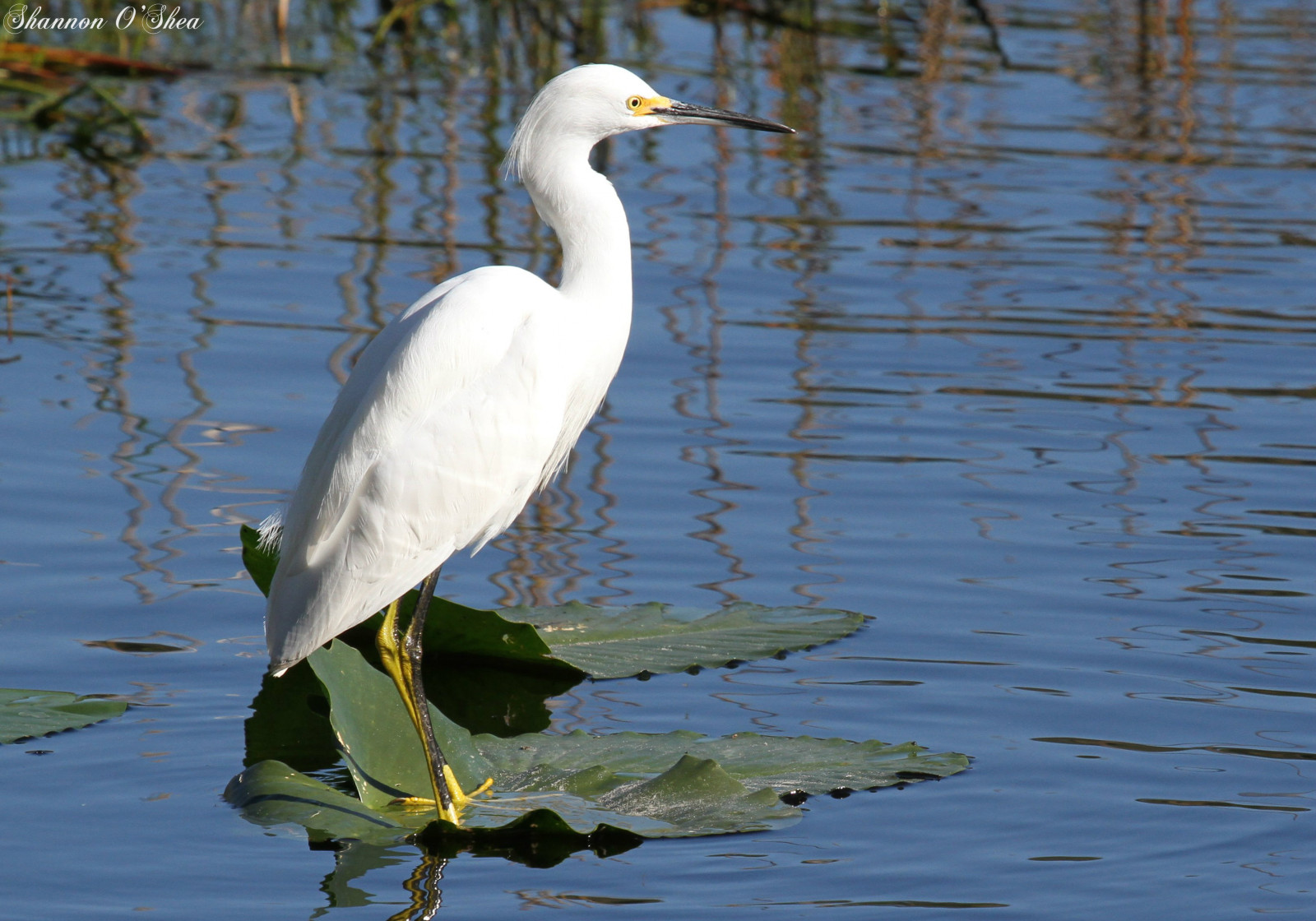 hvid, sø, vand, natur, afspejling, blå, dyreliv, næb, Florida, hejren, fugl, hejre, snowyegret, fest, vinge, fauna, vandfugle, yellowfeet, birdyfeet, canoneos7d, shannonroseoshea, hvirveldyr, lilypad, lakeevalyn, stor hejren