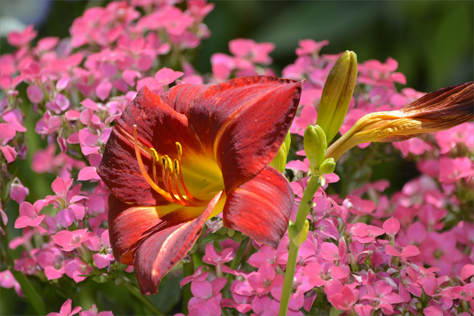 růžový, květiny, Červené, oranžový, květ, žlutý, lilie, květ, pupeny