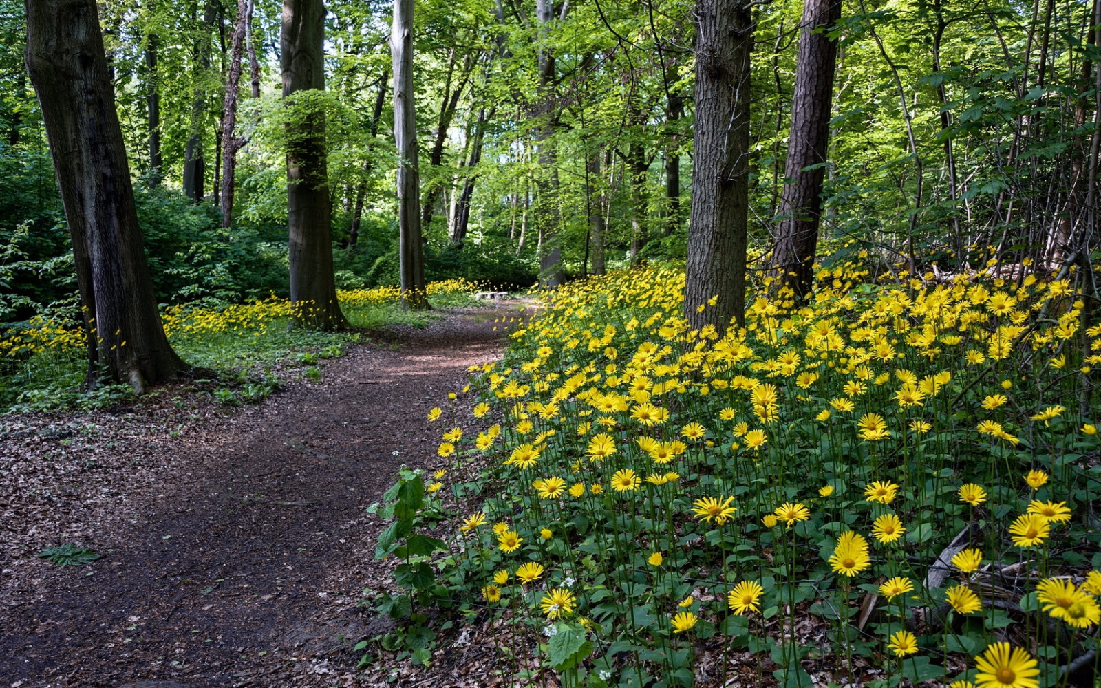 Wallpaper flowers, yellow, wood, trees, track, path 1680x1050
