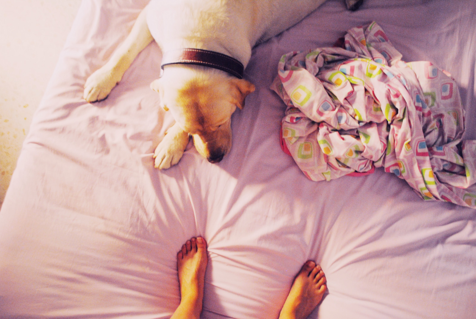 seng, halskæde, sukker, morgen, hund, fødder, lyserød, soveværelse, hud, Polaroid, IKEA, september, Merlin, farve, blød, barn, forældre, perro, Følelse, dejlig, krave, spædbarn, hund som pattedyr, yolanda, Cama, suavidad, proyect, sabanas