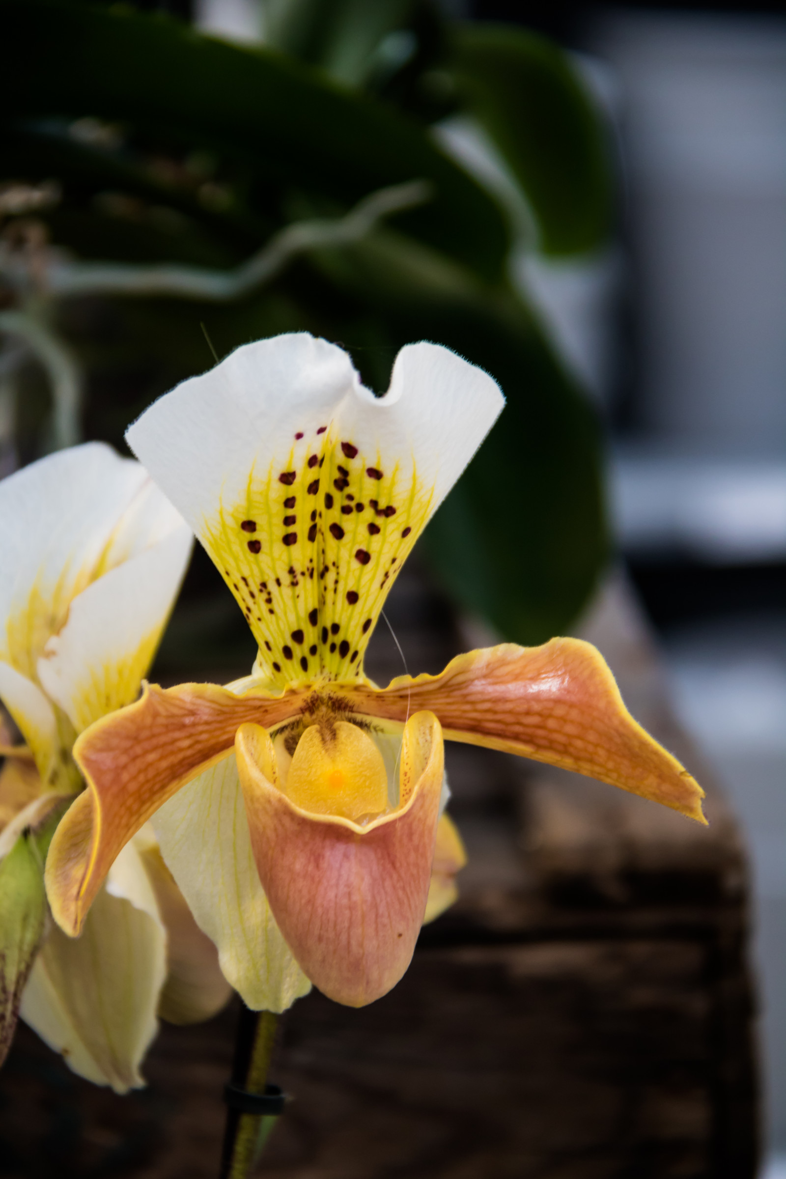 fotografering, gul, blomst, blad, blomst, plante, lilje, orkidé, flora, blomma, orkide, kronblad, Vellinge, vellingeblomman, botanik, jord plante, blomstrende plante, tæt på, makrofotografering, stængelplante