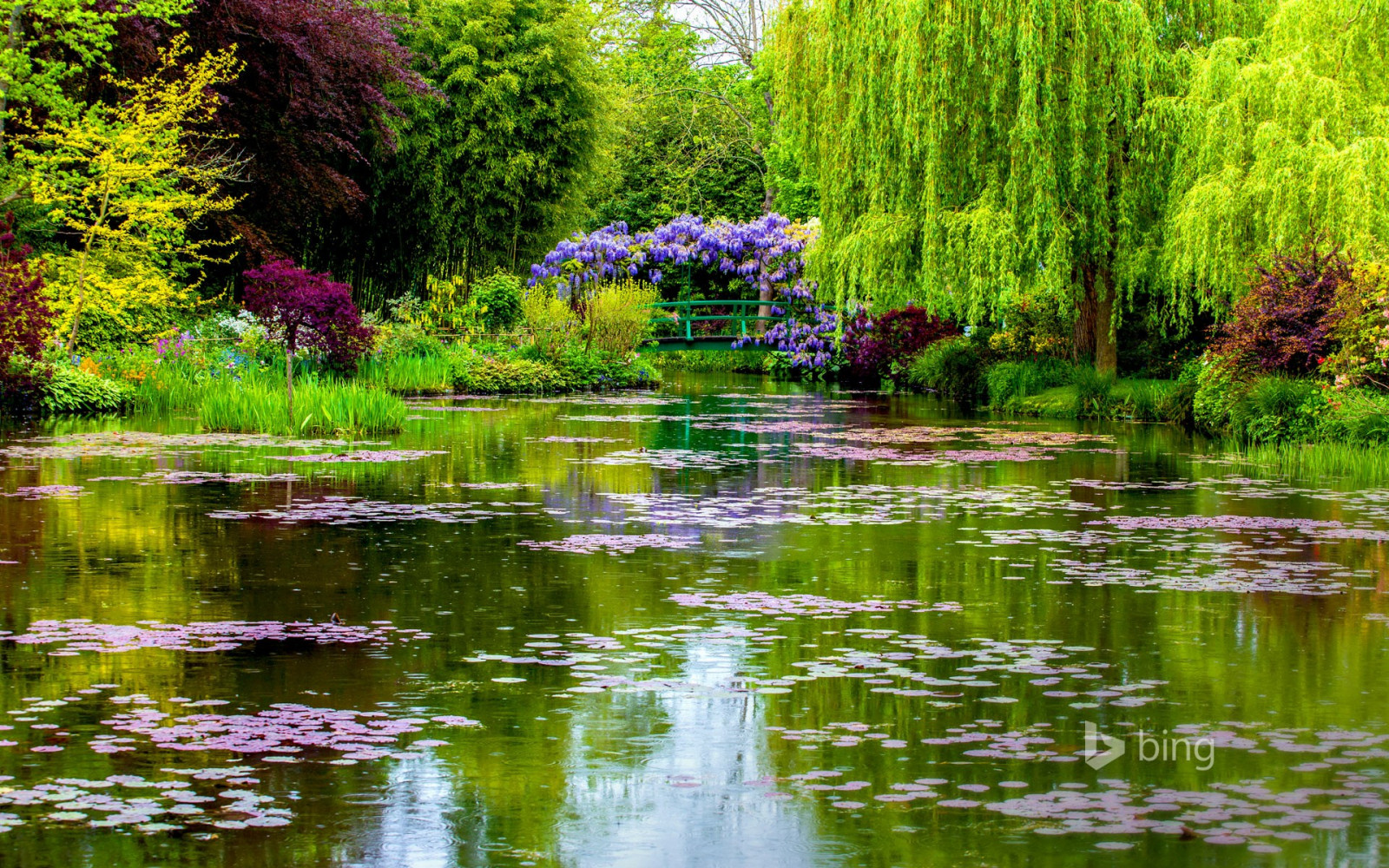 Resultado de imagem para agua corrente com plantas