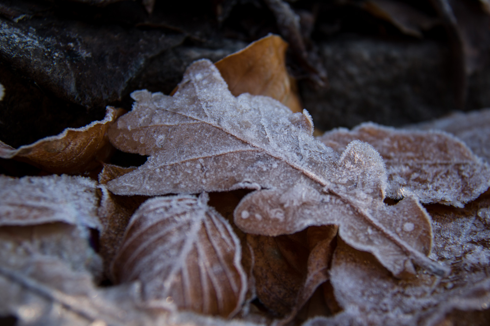 Wallpaper food, nature, wood, branch, frost, tree, autumn, leaf