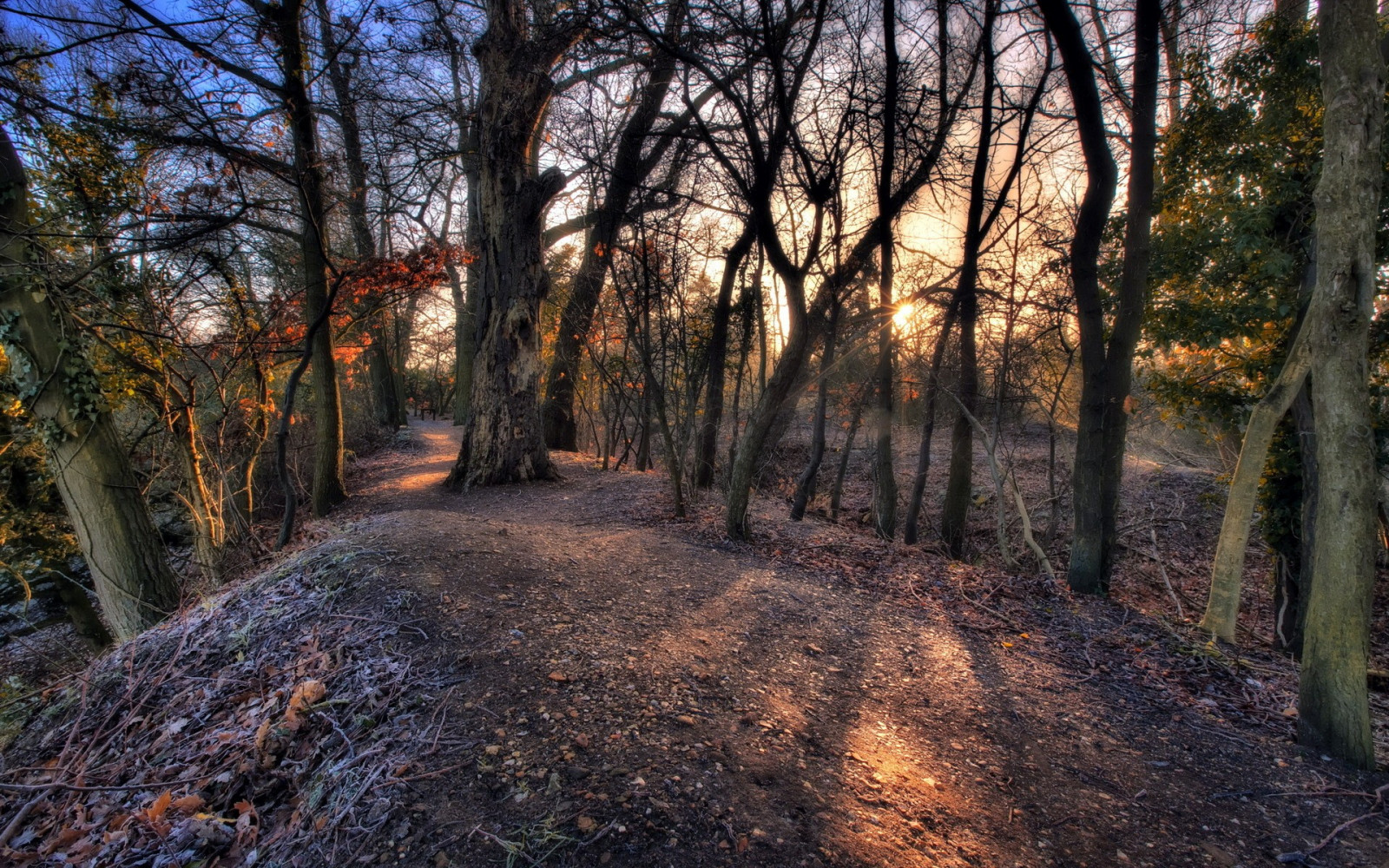 sunlight, landscape, forest, nature, winter, morning, wilderness, tree, autumn, leaf, plant, season, trail, woodland, habitat, natural environment, atmospheric phenomenon, woody plant, ecosystem