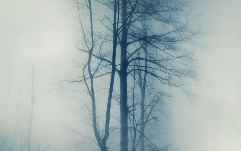trees, nature, sky, snow, winter, photography trees, nature, sky, snow, winter, photography