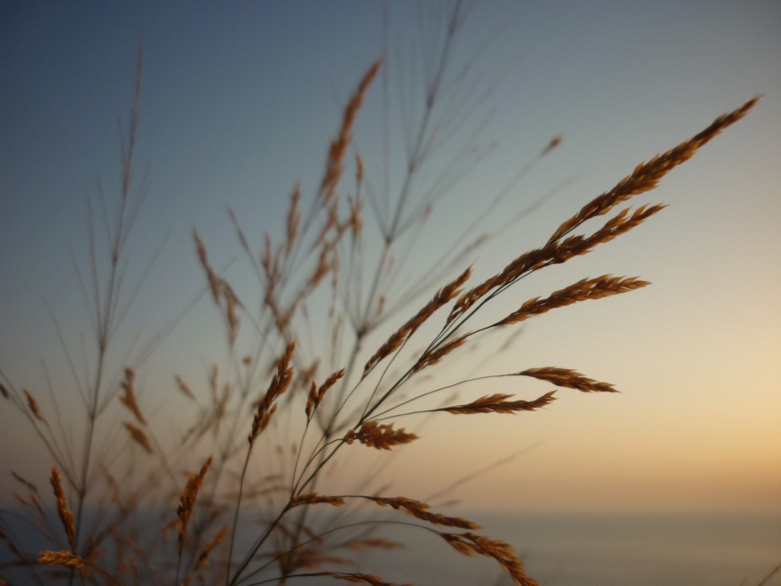 slunečnímu záření, jídlo, západ slunce, tráva, nebe, pole, větev, svítání, ráno, slunce, vítr, horizont, atmosféra, soumrak, Lefkada, mrak, strom, svítání, rostlina, atmosférický jev, tráva rodina