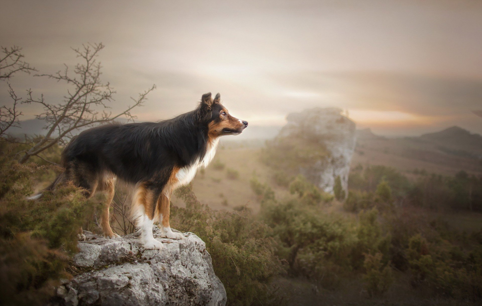 1920x1219 px, Animais, cachorro, natureza