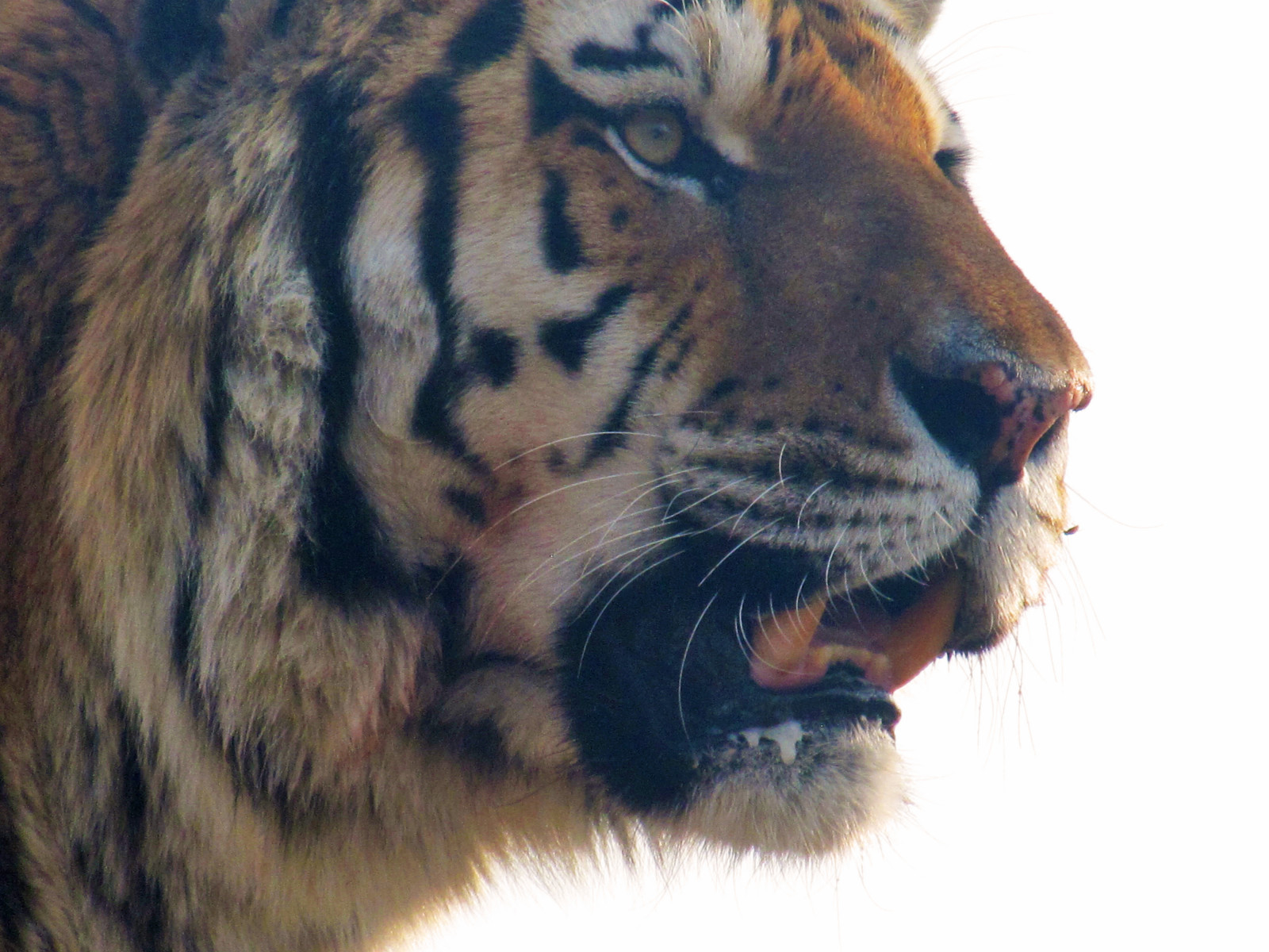 zvěř, Jižní Afrika, zoologická zahrada, tygr, Siberiantiger, Johannesburg, bigcats, Tigerface, Maletiger, Loryparkzoo, Tigercloseup, Adulttiger