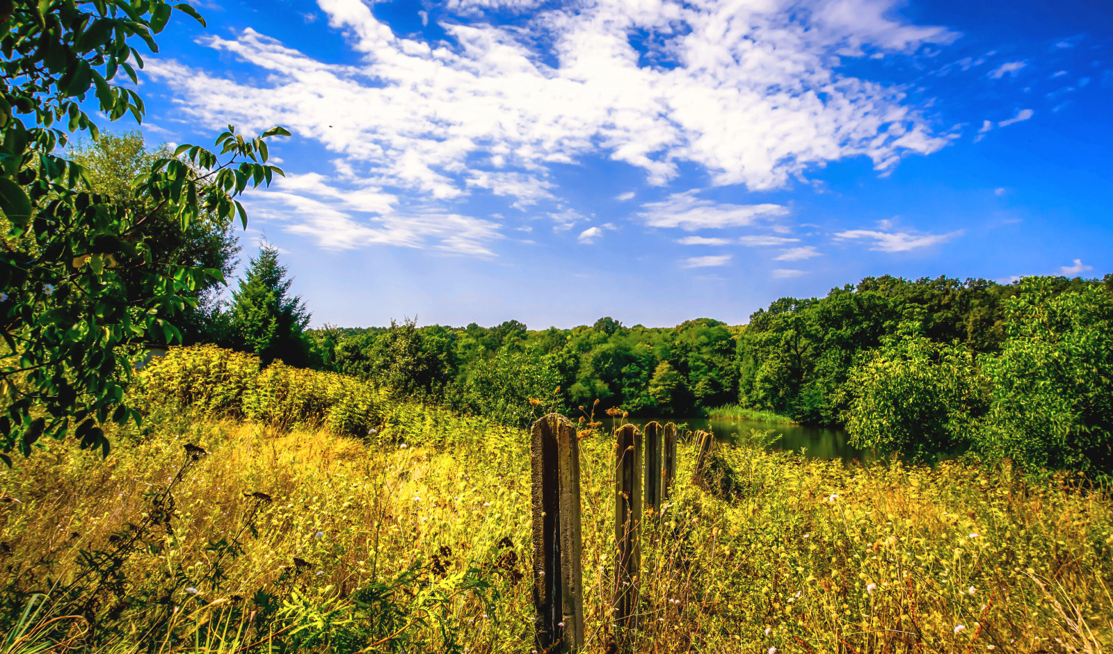 cielo vegetación naturaleza nube ecosistema reserva natural pradera campo hoja césped pradera árbol Matorral prado área rural bosque paisaje Bioma Familia de la hierba luz de sol colina plant community Fenómeno meteorológico selva flor silvestre cultivo agricultura pastar plantación sabana selva Montar paisaje arbusto Lote de tierra