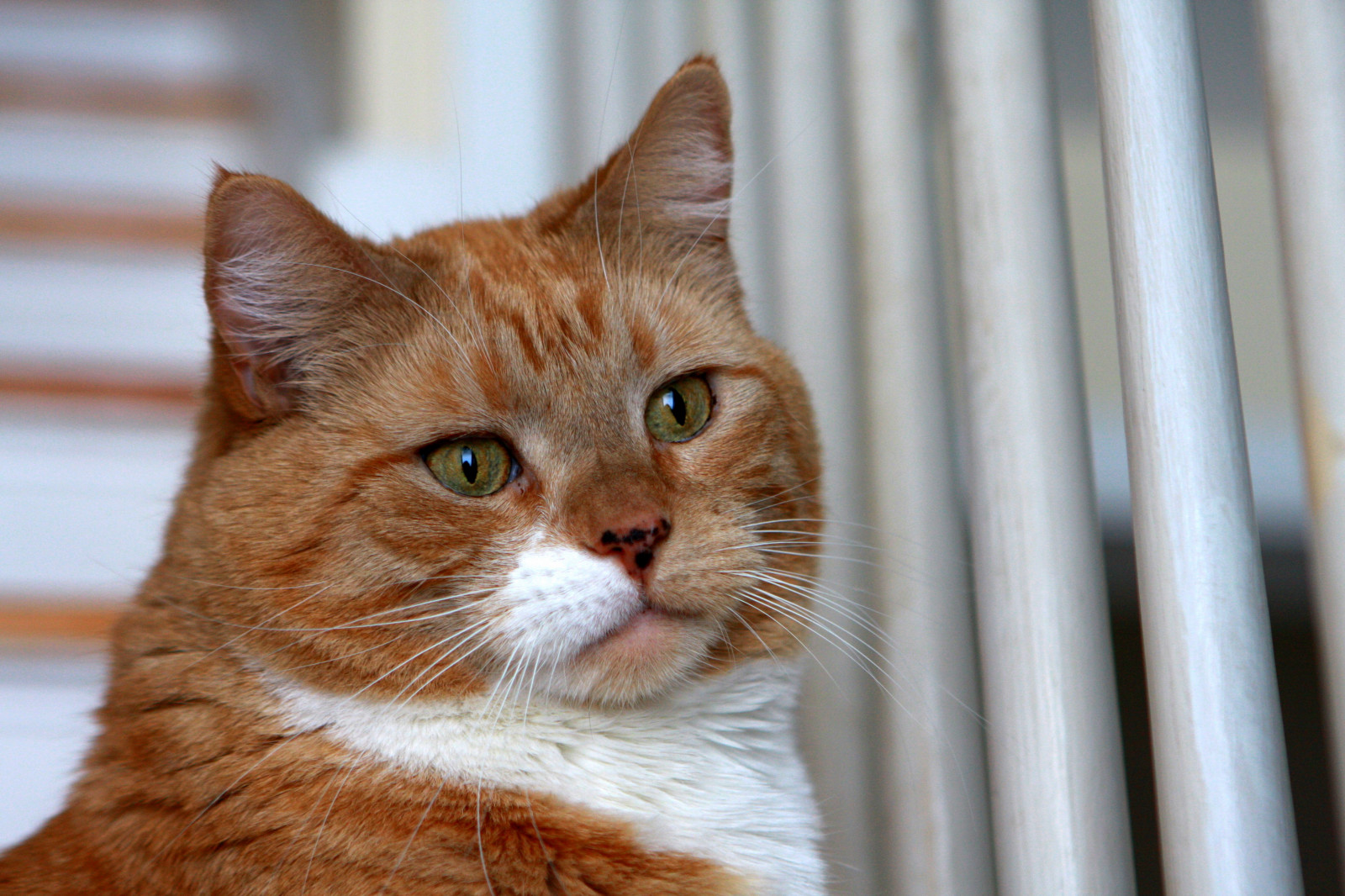 Wallpaper orange, cat, nose, eyes, searchthebest, tiger, whiskers