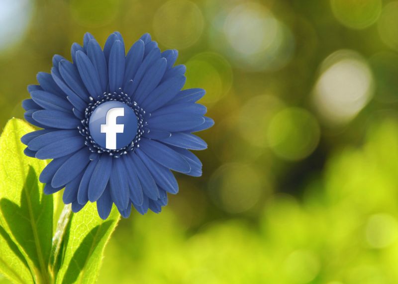 fleur,Web,numérique,conception,commercialisation,printemps