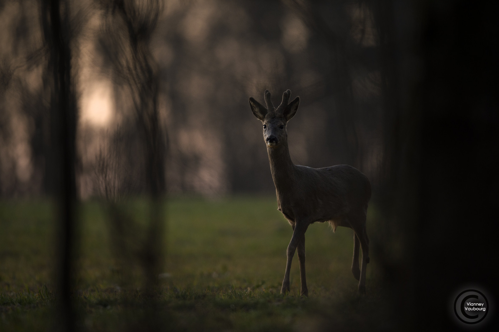 animalier, Chevreuil, Brocard, bois, velur, coucher, de, Soleil, contre, jour, printemps, Lumiere, Vosges, Lorraine, Francie, Nikon, NIKKOR, nikonflickrtrophy, D4S, AFS, 400mm, f28e, fl, ed, vr, Vaubourg, Vianney, Photographie, 2017, silueta, štítek, officiel, afsnikkor400mmf28e, naturebynikon, nikkortagofficiel