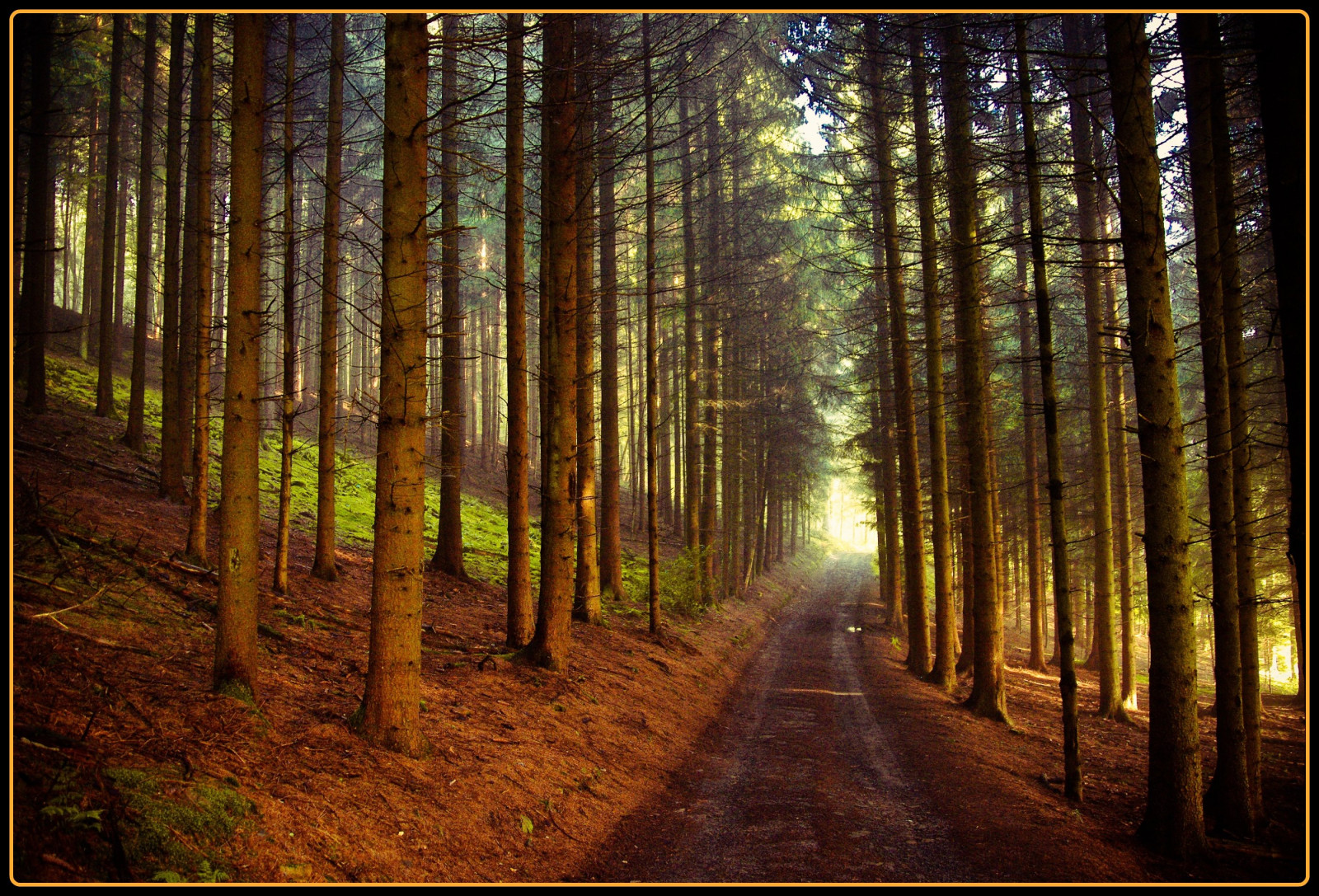 sollys, landskab, Skov, natur, græs, himmel, træ, afdeling, solopgang, aften, morgen, Tyskland, tåge, sti, Köln, KUNST, træ, efterår, tåge, vej, elitegalleryaoi, kreativ, anawesomeshot, abigfave, theperfectphotographer, 100commentgroup, SOE, aplusphoto, overtheexcellence, artofimages, goldstaraward, colorphotoaward, damniwishidtakenthat, superaplus, infinestyle, Oberberg, vanagram, magicdonkeysbest, bestcaptureaoi, skov, masterclasselite, lund, mdtbmasterpiece, økosystem, tempererede nåleskove, biom, bagagerum, gamle vækst skov, tempereret løvfældende skov, løvfældende, ree, spruce fir forest, northern hardwood forest concept, tropical and subtropical coniferous forests