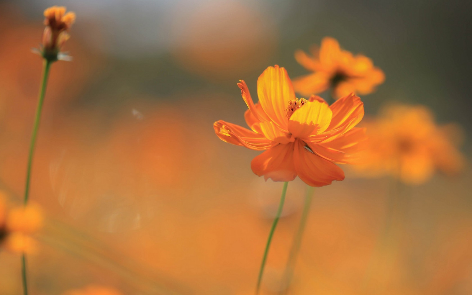 sollys, blomster, natur, planter, fotografering, gul, pollen, blomst, Cosmos blomst, orange blomster, efterår, blad, blomst, plante, valmue, flora, kronblad, wildflower, computer tapet, jord plante, blomstrende plante, tæt på, makrofotografering, stængelplante, daisy familie