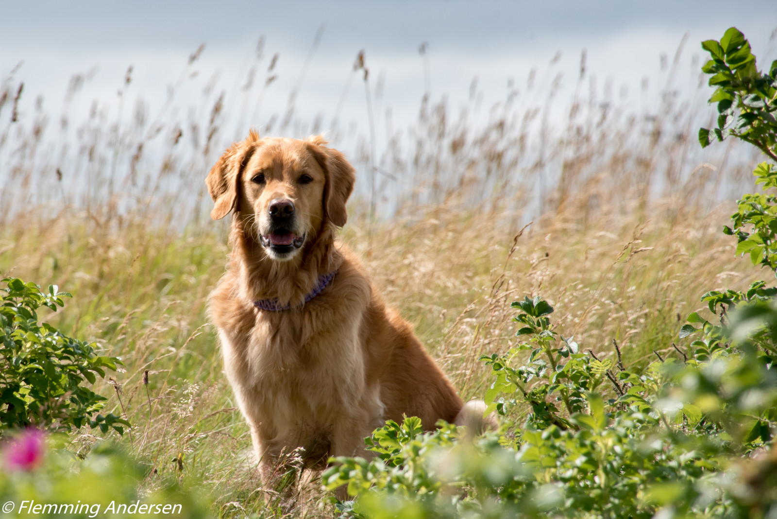 Wallpaper dog, animal, Denmark, outdoor, hund, dk, hurup, draget