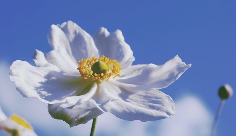 1920x1107 px, colorato, fiori 1920x1107 px, colorato, fiori