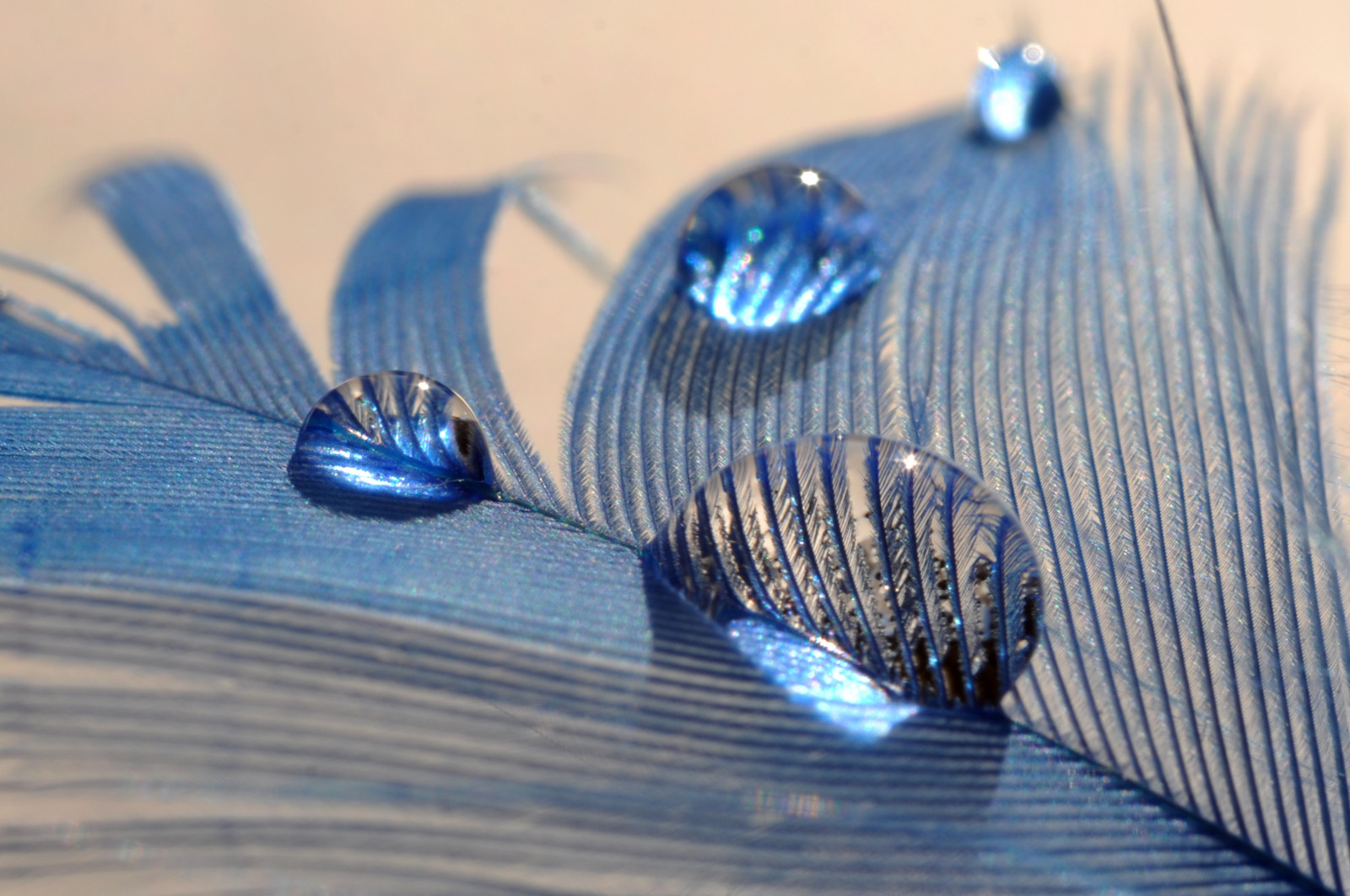 voda, odraz, peří, makro, modrý, HDR, Nikon, bokeh, Blu, barva, list, micro, pokles, kapky, Pírko, materiál, okvětní lístek, křídlo, colori, goccia, d90, controluce, nikond90, azzurro, riflesso, colore, módní doplněk, zblízka, makro fotografie, Piuma, piume, reflaction