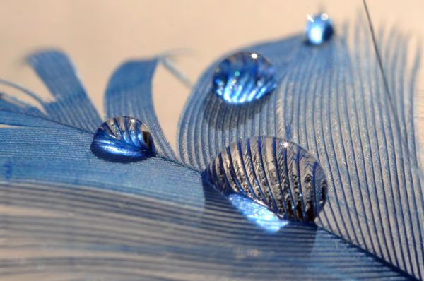 macro,water,reflection,feathers,blue,HDR