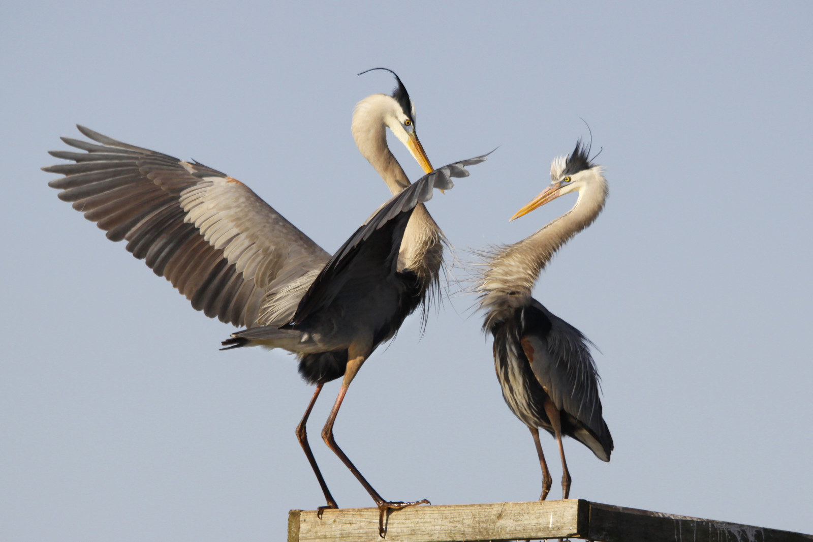 křídla, Volně žijících živočichů, Kánon, zobák, Florida, Viera, čáp, pták, mygearandme, volavka, pelikán, křídlo, sigma, fauna, 50d, obratlovců, mokřady, páření, 150500, Ciconiiformes, čáp bílý, greatblue
