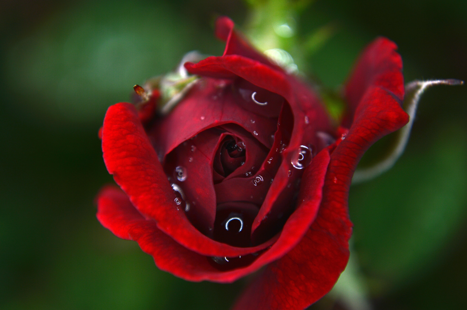 blomster, lett, rød, roser, planter, hvit, anlegg, storm, blomst, makro, natur, vann, opp, regn, rose, utenfor, fotografering, dråper, dråper, busk, Lukk, naturlig, Blits, fiolett, storm-, miste, ringe, filter, regn, fotografi, dråpe, tordenvær, torner, torn, Busker, nypekjerret, regnvann