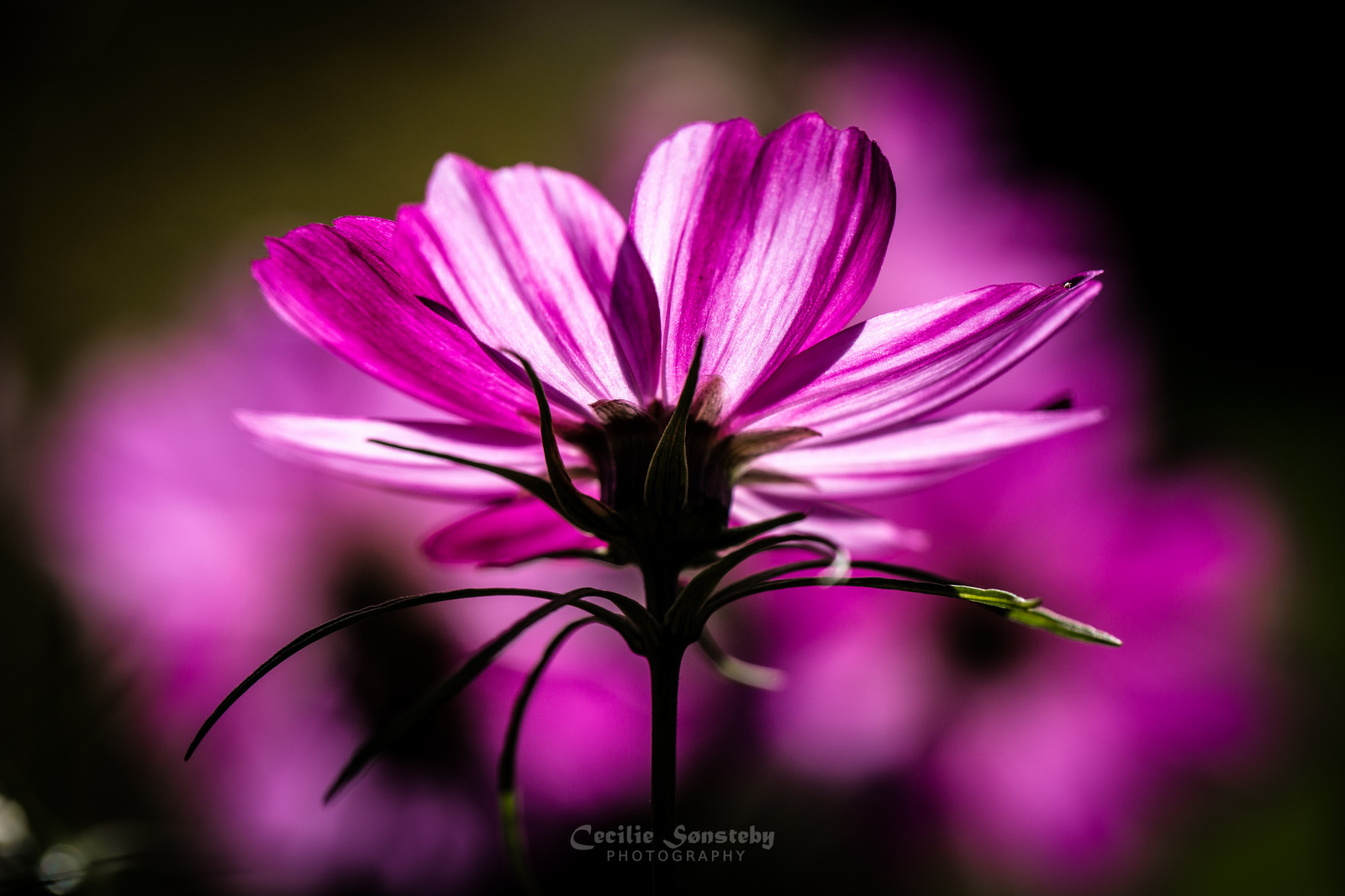 Rosa, Blumen, Herbst, Licht, Blume, Makro, fallen, Oslo, Nahansicht, Kanon, Blumenblätter, lila, Bokeh, Ngc, September, Blütenblatt, Botanischer Garten, Botaniskhage, Markiii, Canon5dmarkiii, Ef100mmf28lmacroisusm