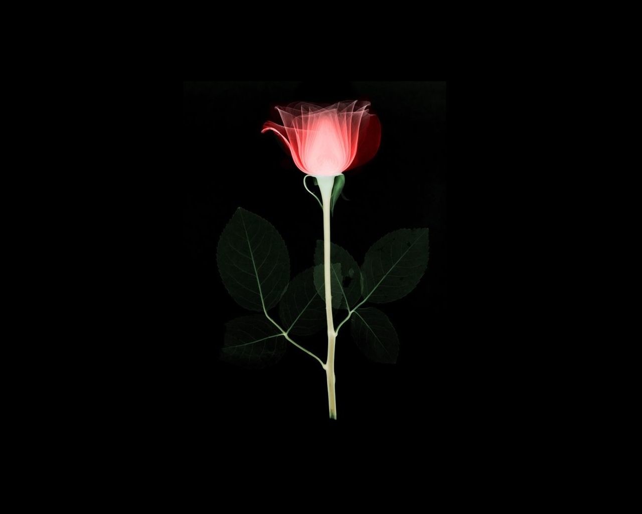 1280x1024像素, 最小的, 玫瑰