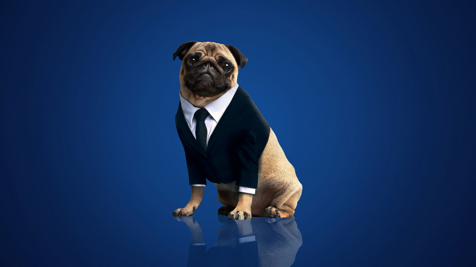 Wallpaper Frank The Pug Men In Black International 5120x2880 wallpaper-frank-the-pug-men-in-black-international-5120x2880