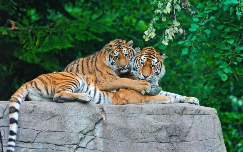 hewan,margasatwa,Kebun binatang,harimau,kucing besar,rimba