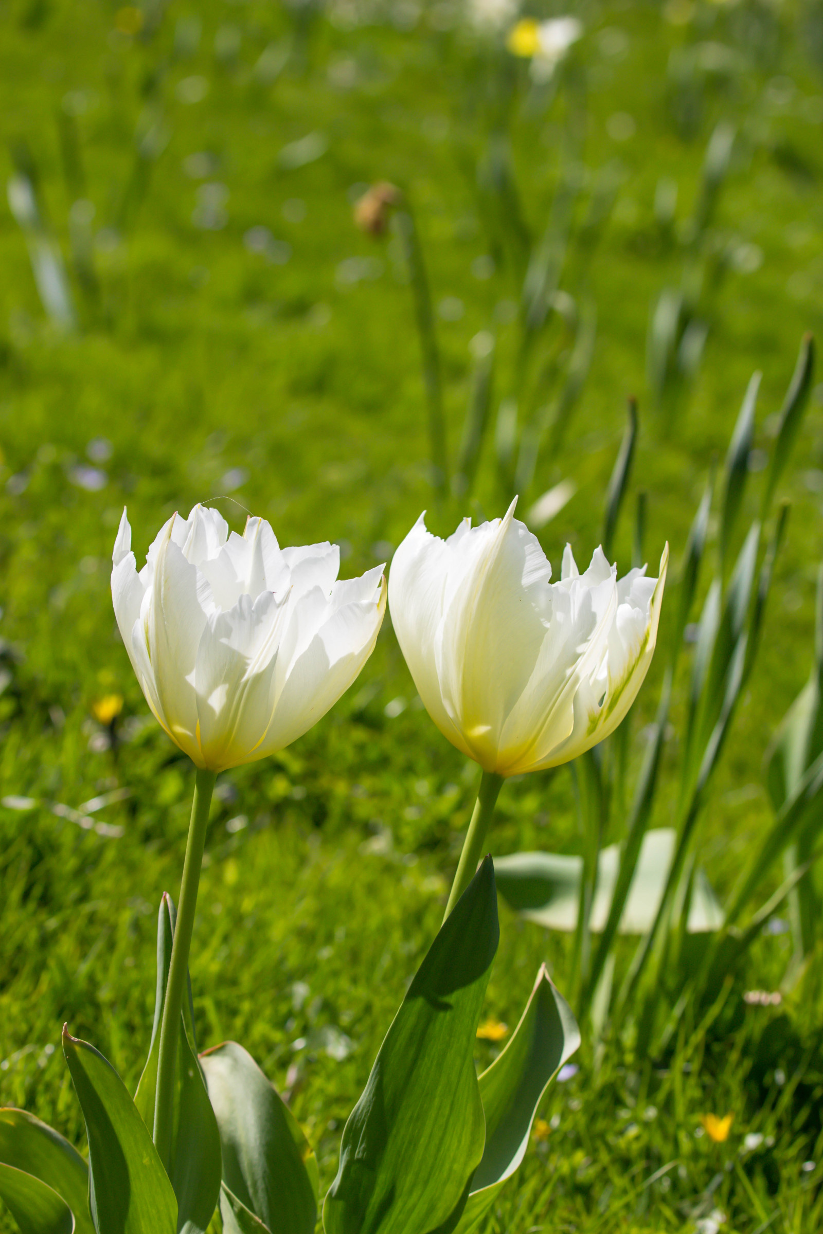 bianca, campo, fiorire, fiore, pianta, tulipano, flora, blomma, Tulpan, petalo, h ckeberga, vit, prato, Fiore di campo, botanica, impianto di terra, pianta fiorita, famiglia del giglio, pianta acquatica
