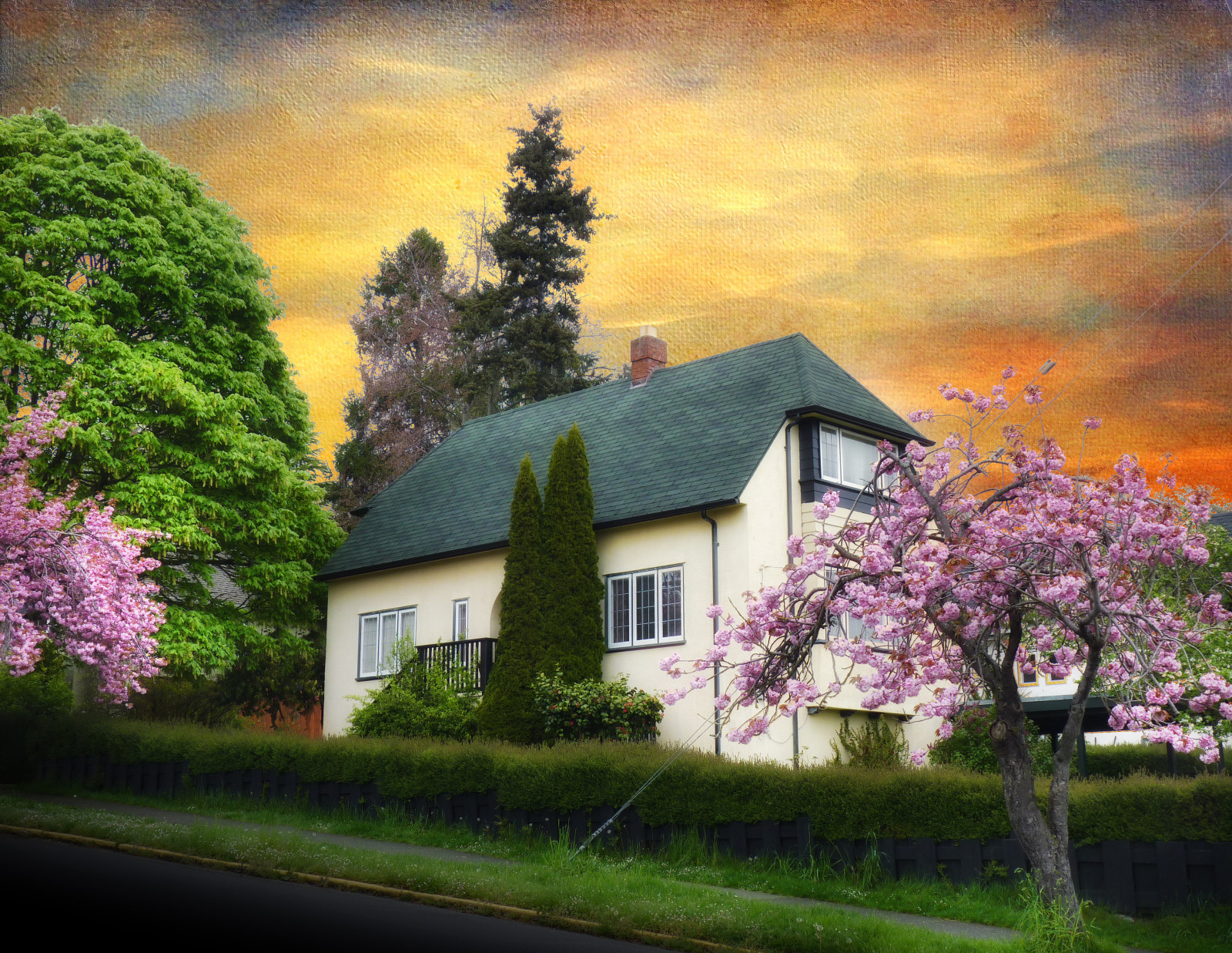 růžový, strom, jaro, květ, duben, sakura, Fairfield, mossstreet, tatot