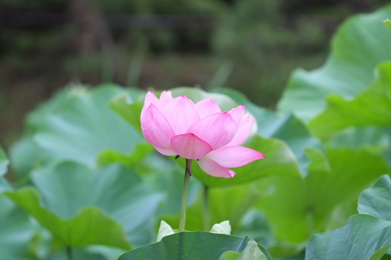 สีเขียว, เบ่งบาน, โตเกียว, โลตัส, fujifilm, ดอกไม้, ปลูก, พืช, กลีบดอก, xpro1, x, Machida, yakushiike, xpro, ef100mmf28usm, ดอกไม้ป่า, พฤกษศาสตร์, โรงงานที่ดิน, พืชดอก, โรงงานประจำปี, พืชน้ำ, บัวศักดิ์สิทธิ์, ตระกูลโลตัส, proteales