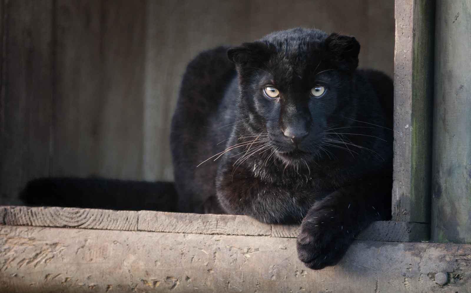 nero, gatto, tigre, Leone, natura, Canone, Francia, pelliccia, grandi gatti, barba, Pantera nera, canoneos1000d, fauna, mammifero, D800E, d4, 1000D, gatto come mammifero, grugno, felin, 400 millimetri, pantera, 800 millimetri, tigre bianca, Seineetmarne, Panthere, Jaugars, Lionceau, Parcdesf lins, terrestrial animal