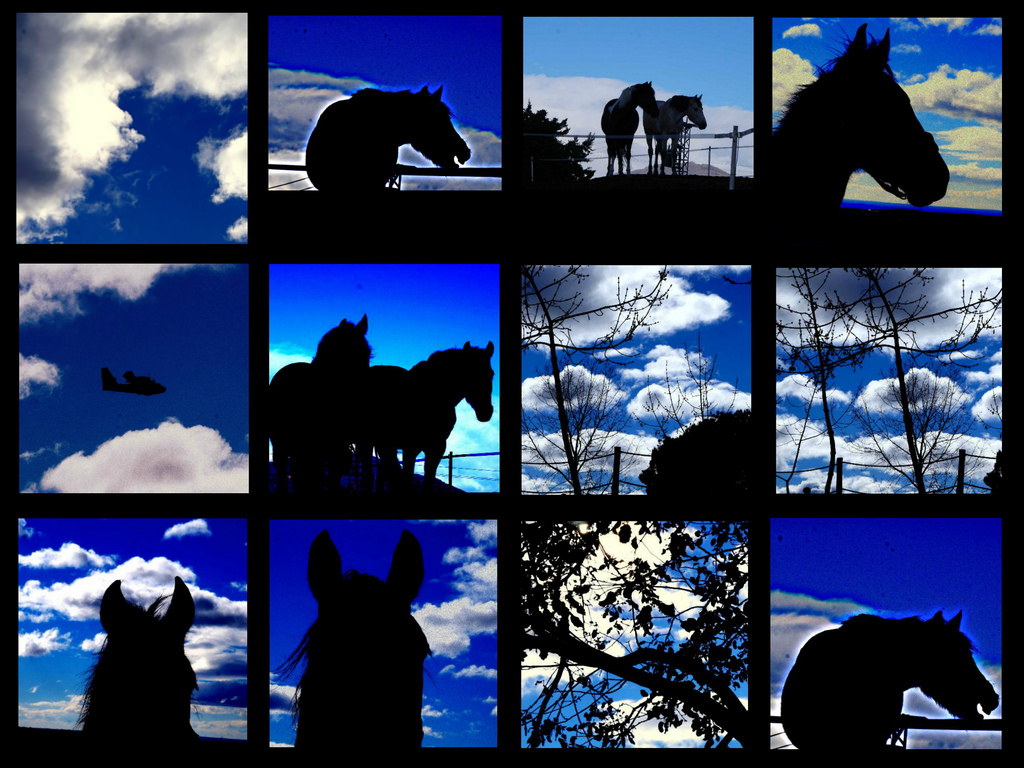 kontrast, dyr, natur, collage, hest, himmel, silhuet, skyer, blå, morgen, liv, Madrid, skud, KUNST, lys, Land, Sky, smuk, træ, dyr, dag, skønhed, bevægelse, farve, uden for, grene, form, farver, side, levende, billeder, computer tapet, fotomontage, fænomen, airplain, ridning, airplaine