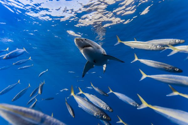water,sky,sea,fish,blue,wildlife