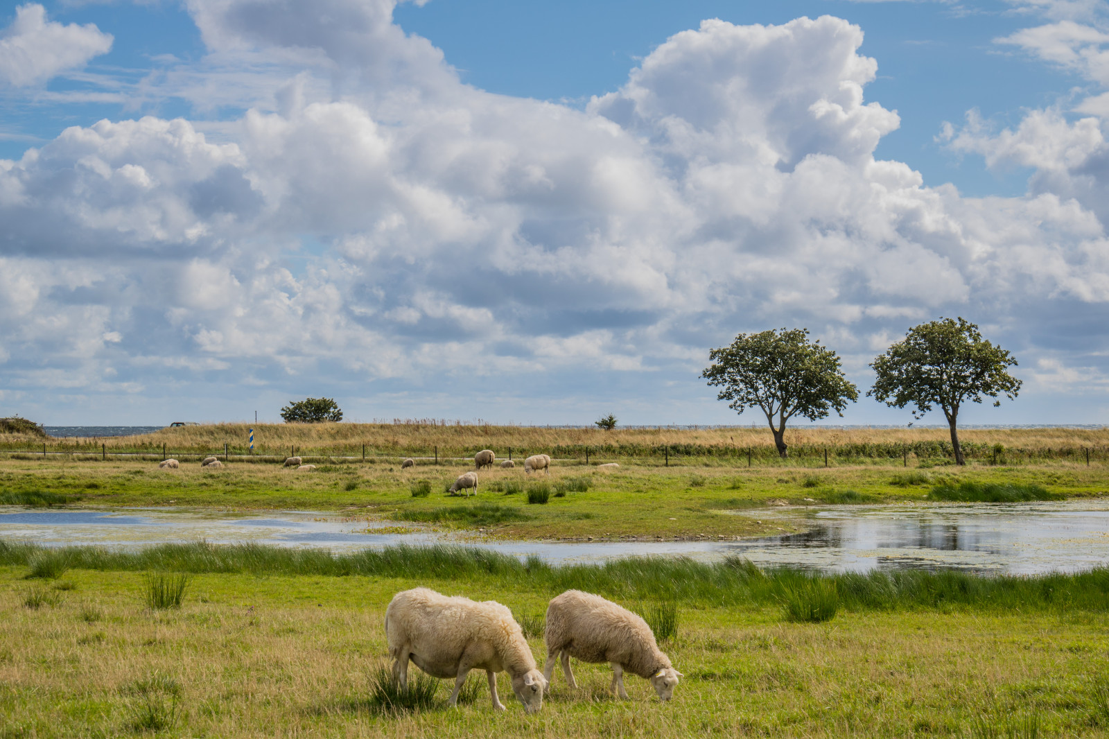 Příroda, tráva, nebe, pole, Volně žijících živočichů, ovce, plošina, step, mokřadní, mrak, zvíře, lučina, nebe, moln, DJUR, pastvina, s dersl tt, smygehamn, exif modelu canoneos760d, geocountry, Kamera aby kánon, geocity, Model fotoaparátu canoneos760d, geostate, geolocation, EXIF čočka efs18200mmf3556is, exif aby kánon, EXIF isospeed 100, exif focallength 50mm, EXIF otvor 10, f r, natyr, sp NSV tmark, stádo, louka, prostý, prérie, bažina, venkov, místo výskytu, přírodní prostředí, ekosystém, savana, pastvisko