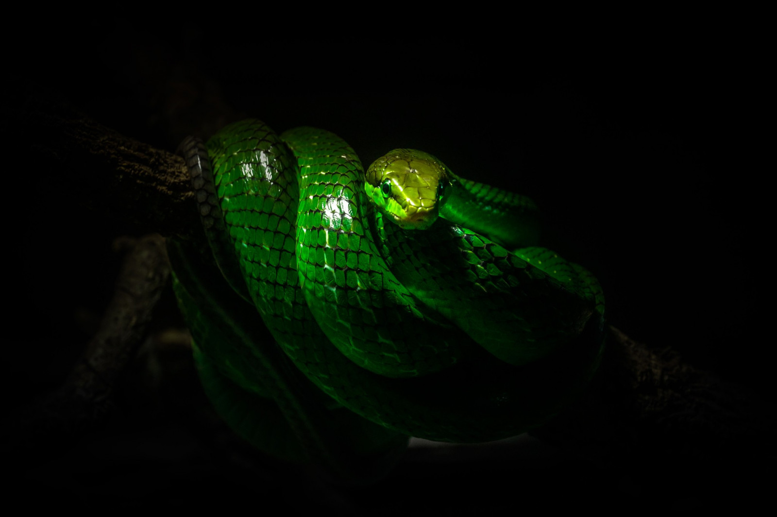 Wallpaper lights, nature, branch, snake, insect, green, wildlife
