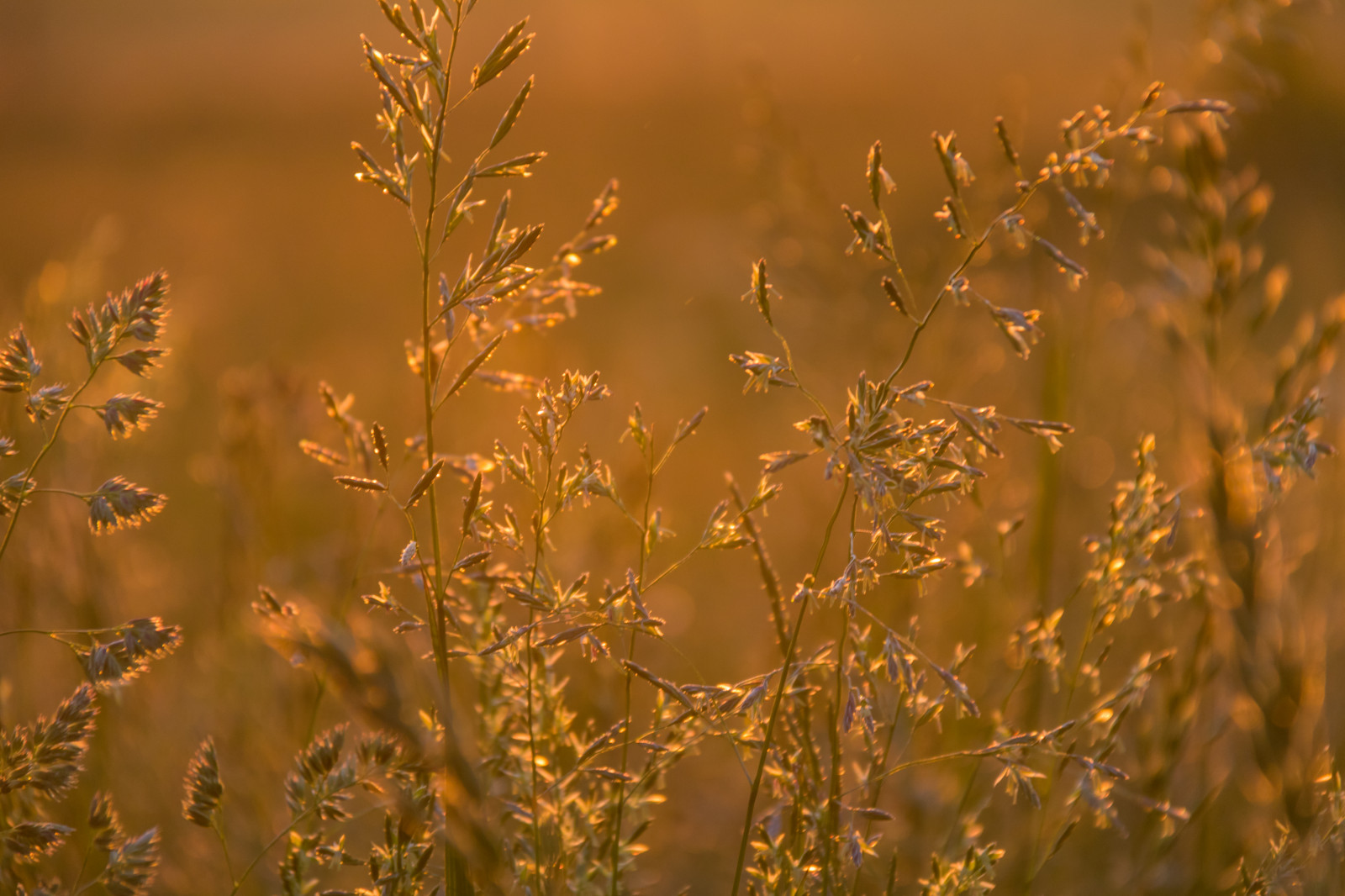 luce del sole, natura, erba, campo, ramo, Alba, mattina, leggero, autunno, foglia, fiore, prateria, pianta, flora, prato, Fiore di campo, prateria, fenomeno atmosferico, fotografia macro, famiglia di erba, staminali vegetali