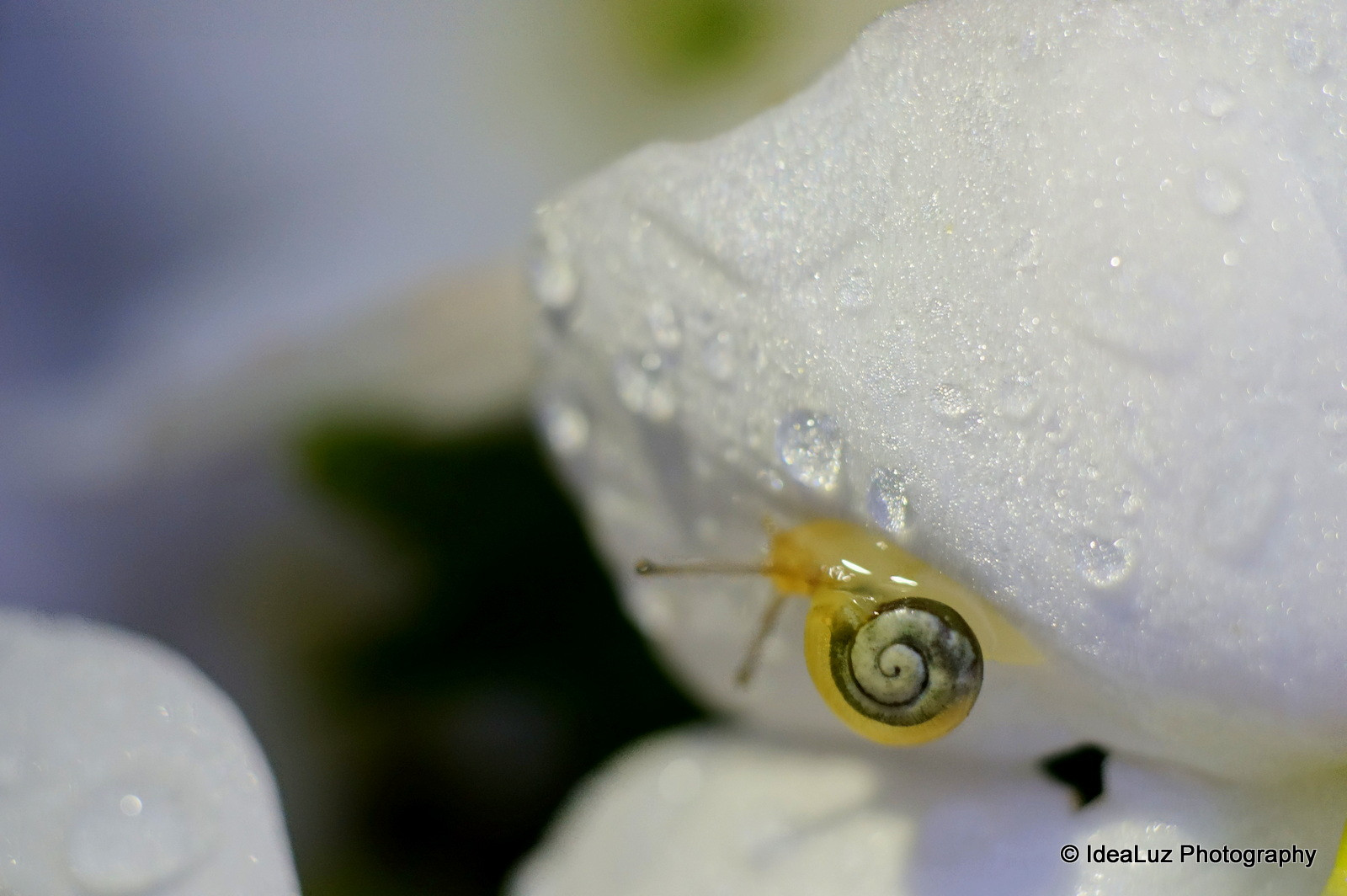 bílý, květ, makro, voda, zvíře, štěnice, hmyz, vzor, bokeh, Sony, ngc, Tubes, hlemýžď, sigma, pokles, okvětní lístek, rosa, kapička, rozšíření, 60mm, šnečí, hmyzu, zastupování, nex, macrodreams, nex5t